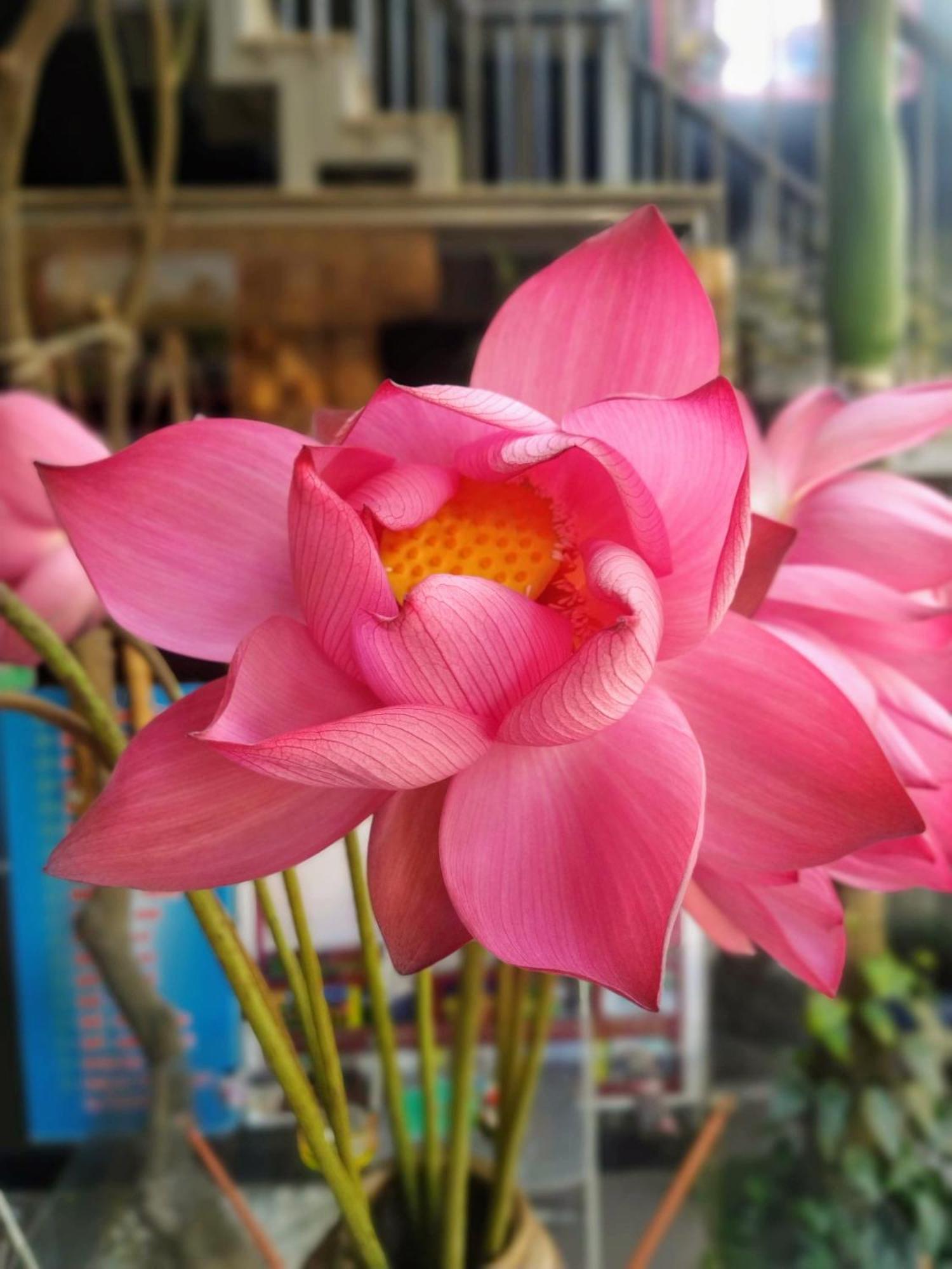 Q' Homestay Garden Villa Hue Bagian luar foto
